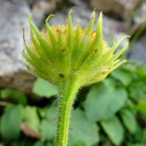 Photographie n°2875141 du taxon Doronicum grandiflorum Lam. [1786]