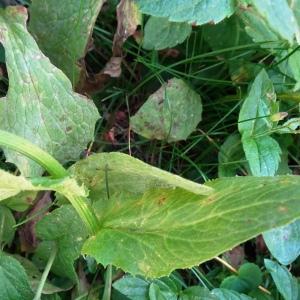 Photographie n°2875142 du taxon Doronicum grandiflorum Lam. [1786]