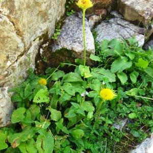 Photographie n°2875143 du taxon Doronicum grandiflorum Lam. [1786]