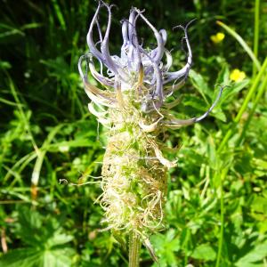 Photographie n°2876098 du taxon Phyteuma spicatum L. [1753]