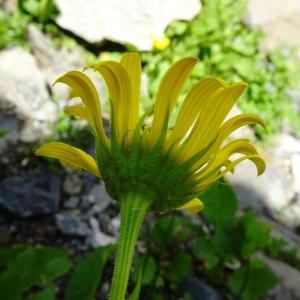 Photographie n°2876148 du taxon Doronicum grandiflorum Lam. [1786]