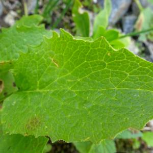 Photographie n°2876149 du taxon Doronicum grandiflorum Lam. [1786]