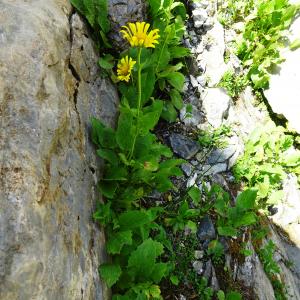 Photographie n°2876150 du taxon Doronicum grandiflorum Lam. [1786]