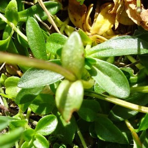 Photographie n°2876177 du taxon Gentiana verna L. [1753]