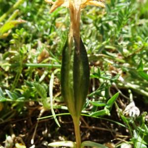Photographie n°2876178 du taxon Gentiana verna L. [1753]