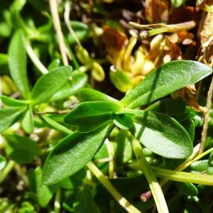 Photographie n°2876179 du taxon Gentiana verna L. [1753]