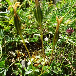Photographie n°2876180 du taxon Gentiana verna L. [1753]