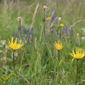 Photographie n°2877451 du taxon Tragopogon pratensis L. [1753]