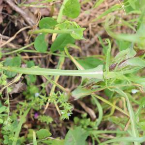 Photographie n°2877452 du taxon Tragopogon pratensis L. [1753]