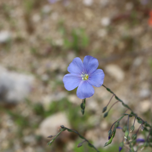 Photographie n°2877458 du taxon Linum austriacum L. [1753]