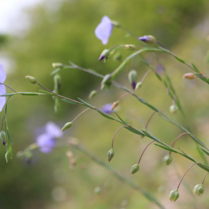 Photographie n°2877461 du taxon Linum austriacum L. [1753]