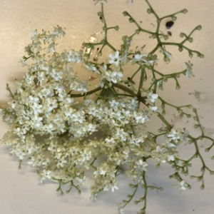 Photographie n°2877489 du taxon Sambucus nigra L.