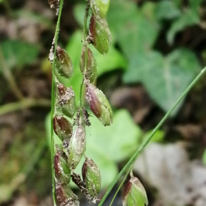 Photographie n°2877507 du taxon Melica nutans L. [1753]
