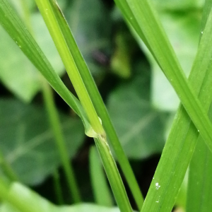 Photographie n°2877509 du taxon Melica nutans L. [1753]