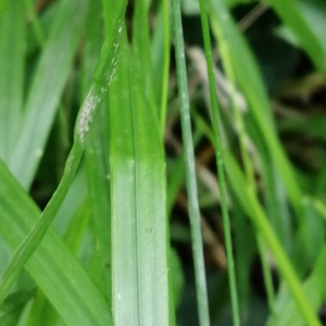 Photographie n°2877510 du taxon Melica nutans L. [1753]