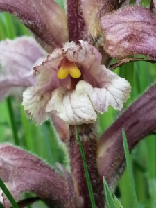 Patrick Ressayre, le  1 mai 2024 (Meyzieu)