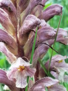 Patrick Ressayre, le  1 mai 2024 (Meyzieu)