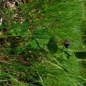 Photographie n°2878374 du taxon Aristolochia rotunda subsp. rotunda