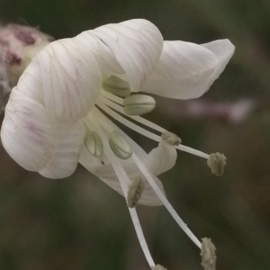 Photographie n°2878414 du taxon Silene italica (L.) Pers. [1805]