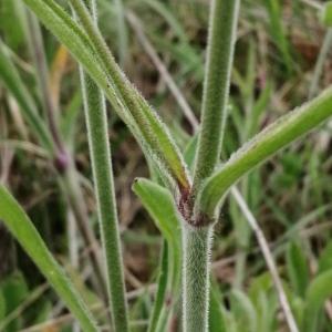 Photographie n°2878415 du taxon Silene italica (L.) Pers. [1805]