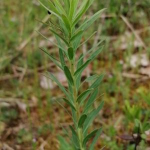  - Euphorbia seguieriana subsp. seguieriana