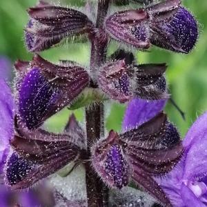 Photographie n°2878442 du taxon Salvia pratensis subsp. pratensis