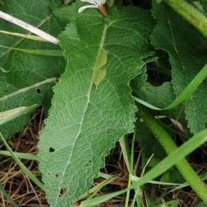 Photographie n°2878444 du taxon Salvia pratensis subsp. pratensis