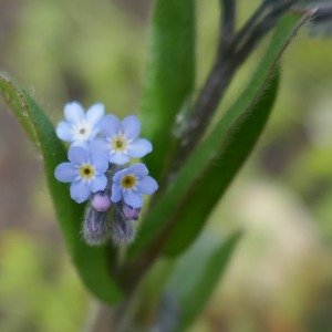 Photographie n°2879416 du taxon Myosotis arvensis (L.) Hill [1764]