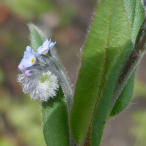 Photographie n°2879417 du taxon Myosotis arvensis (L.) Hill [1764]