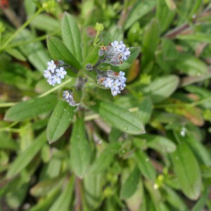Photographie n°2879418 du taxon Myosotis arvensis (L.) Hill [1764]