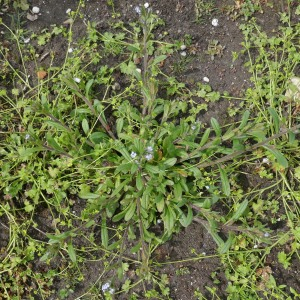 Photographie n°2879419 du taxon Myosotis arvensis (L.) Hill [1764]