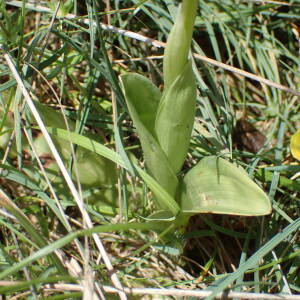 Photographie n°2879484 du taxon Orchis simia Lam.