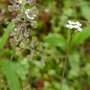 Photographie n°2879552 du taxon Teesdalia nudicaulis (L.) R.Br. [1812]