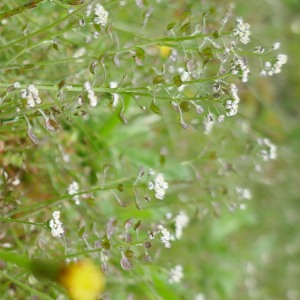 Photographie n°2879553 du taxon Teesdalia nudicaulis (L.) R.Br. [1812]