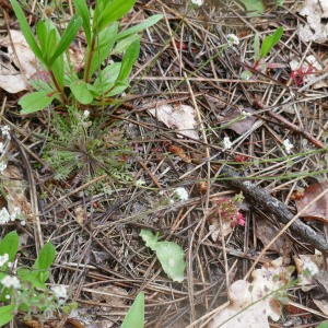Photographie n°2879555 du taxon Teesdalia nudicaulis (L.) R.Br. [1812]