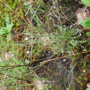 Photographie n°2879557 du taxon Teesdalia nudicaulis (L.) R.Br. [1812]
