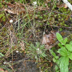 Photographie n°2879558 du taxon Teesdalia nudicaulis (L.) R.Br. [1812]