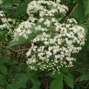 Photographie n°2882687 du taxon Sambucus nigra L. [1753]