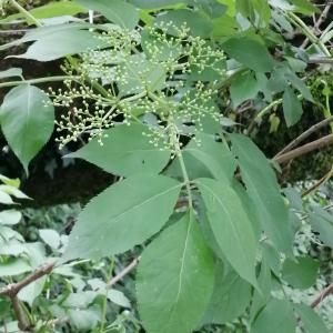 Photographie n°2882689 du taxon Sambucus nigra L. [1753]
