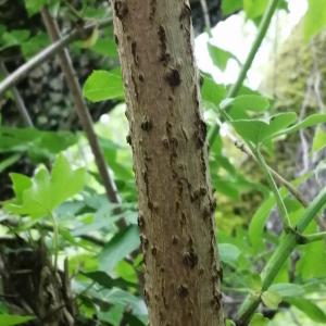 Photographie n°2882690 du taxon Sambucus nigra L. [1753]