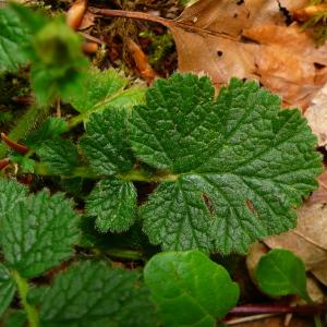 Photographie n°2884320 du taxon Geum sylvaticum Pourr. [1788]