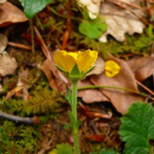 Photographie n°2884322 du taxon Geum sylvaticum Pourr. [1788]