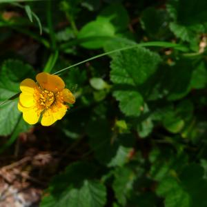 Photographie n°2884336 du taxon Geum sylvaticum Pourr. [1788]