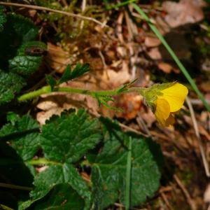 Photographie n°2884337 du taxon Geum sylvaticum Pourr. [1788]