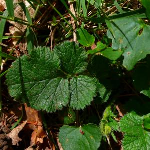 Photographie n°2884338 du taxon Geum sylvaticum Pourr. [1788]