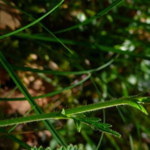 Photographie n°2884339 du taxon Geum sylvaticum Pourr. [1788]