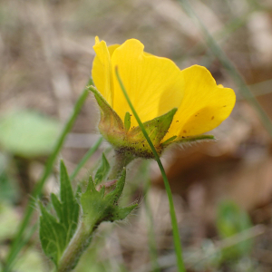 Photographie n°2884374 du taxon Geum sylvaticum Pourr.