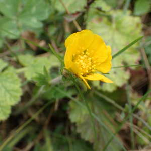 Photographie n°2884375 du taxon Geum sylvaticum Pourr.