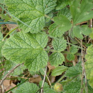 Photographie n°2884376 du taxon Geum sylvaticum Pourr.