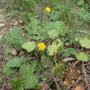 Photographie n°2884377 du taxon Geum sylvaticum Pourr.